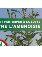 Ambroisie